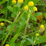 Medicago lupulina Liść