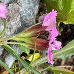 Dianthus glacialis 花