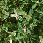 Salix integra Leaf