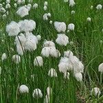 Eriophorum scheuchzeri Mbuma