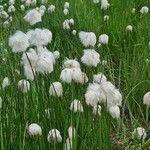 Eriophorum scheuchzeri Ffrwyth