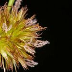 Juncus ensifolius Blüte