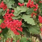 Sorbus intermedia Плод