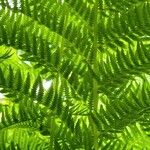 Athyrium filix-femina Leaf