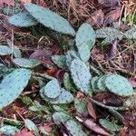 Opuntia macrorhiza Levél