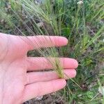 Taeniatherum caput-medusae Fula