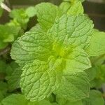 Mentha spicata Feuille