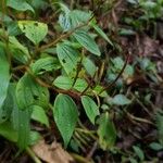 Peperomia elata