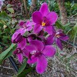 Spathoglottis plicata Flower