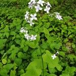 Lunaria redivivaFlower