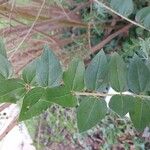 Coriaria myrtifolia Folha