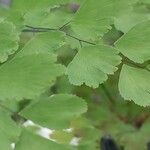 Adiantum raddianum Deilen