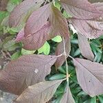 Callicarpa americana Frunză