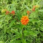 Asclepias tuberosaFlor