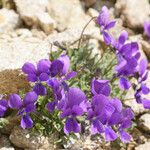 Viola diversifolia موطن