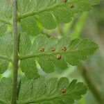 Dryopteris pentheri Blatt
