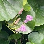 Ipomoea asarifolia Blüte