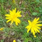 Gelasia hirsuta Flower