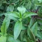 Ocimum kilimandscharicum برگ