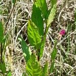 Oenothera rosea Blatt