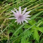 Crepis rubra Fleur