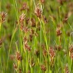Rhynchospora fusca Autre