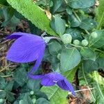 Platycodon grandiflorus Hoja