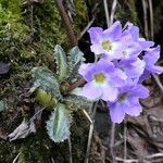 Primula sonchifolia പുഷ്പം