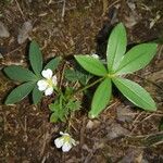 Potentilla alba Φύλλο