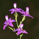 Consolida hellespontica Flower