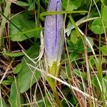 Gentiana acaulis Flor