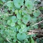 Hydrocotyle sibthorpioides পাতা