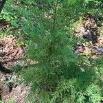 Juniperus virginianaList