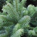 Abies numidica ഇല