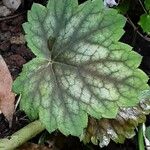 Heuchera americana 葉