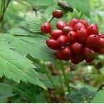 Actaea rubra Frucht