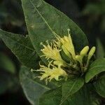 Diervilla sessilifolia Квітка