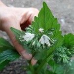 Hydrophyllum virginianum Flower