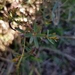 Hypericum linariifolium Leaf