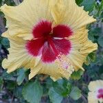 Hibiscus ovalifolius Blodyn