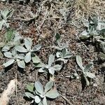 Antennaria parvifolia Листок