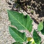 Datura innoxia Foglia