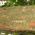 Pradosia ptychandra Bark