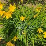 Hemerocallis middendorffii Habitus