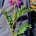 Hedysarum hedysaroides Corteza