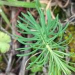 Euphorbia cyparissias Blad