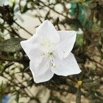 Rhododendron schlippenbachii Blomst