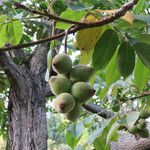 Juglans mandshurica फल