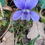 Viola reichenbachianaFlower