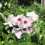 Pandorea jasminoides Flor